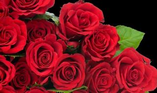 买红玫瑰的意义 红玫瑰代表什么